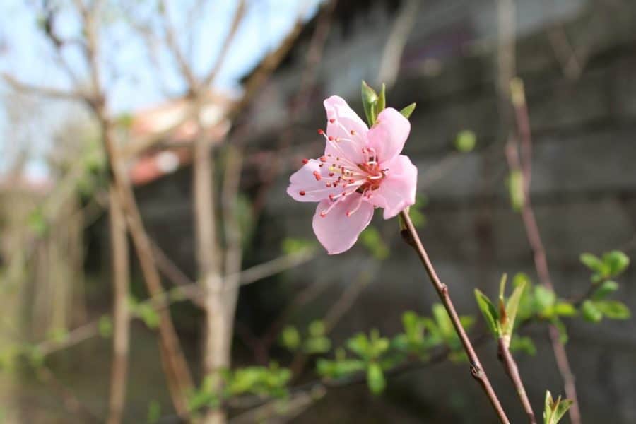 شکوفه های بهاری روستای کندسر کلاچای