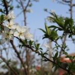 IMG 1779 150x150 - شکوفه های بهاری روستای کندسر کلاچای
