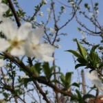 IMG 1785 - شکوفه های بهاری روستای کندسر کلاچای - امید رجبی پور کشایه