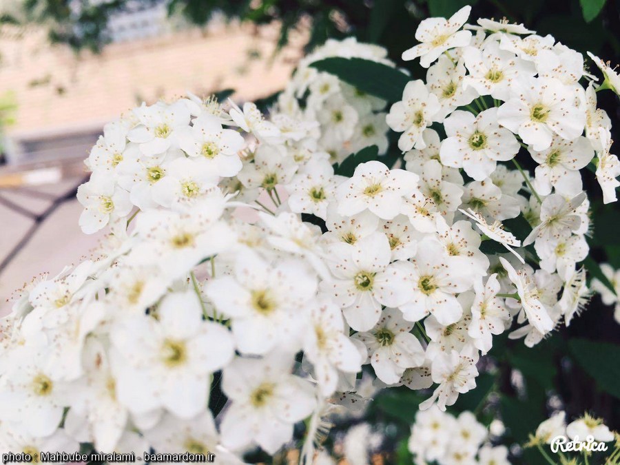 شکوفه و گل های بهاری (4)