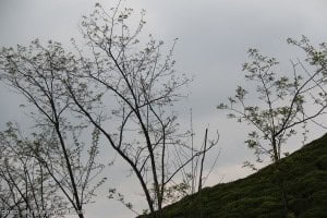 کتشال 22 - زیبایی های خیره کننده طبیعت زیبای بهاری کتشال لاهیجان به روایت تصویر - پیشنویس