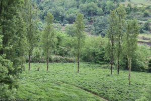 مزارع چای و برنج رانکوه 14 - رانکوه شهری سرسبز در گیلان + تصاویر -
