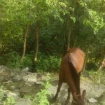 روستای کاکرود اشکورات 7 - معرفی روستای کاکرود اشکورات + تصاویر -