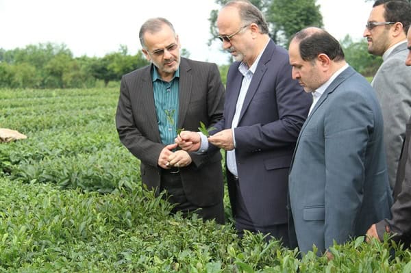 دولت تدبیر و امید صنعت چای را از نابودی نجات داد/ بیش از ۷۰ درصد چای خریداری شده درجه ۱ است