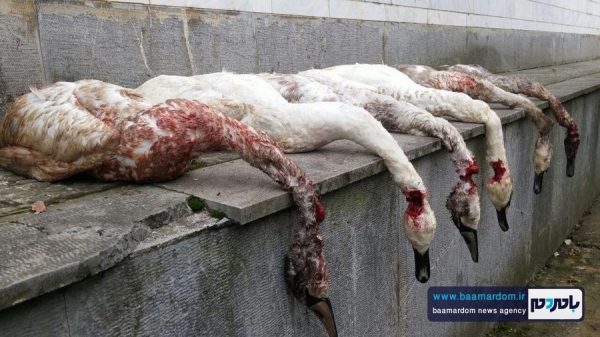 شکارچیان بی رحم قوها دستگیر شدند | جریمه ۷۲ میلیونی فرد خاطی + تصاویر