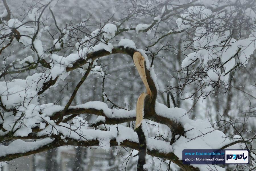 برف 14 بهمن لاهیجان 22 - از شادی شهروندان در یک روز برفی تا سقوط درختان و قطع کابل های برق و مردان پشت صحنه - baamardom