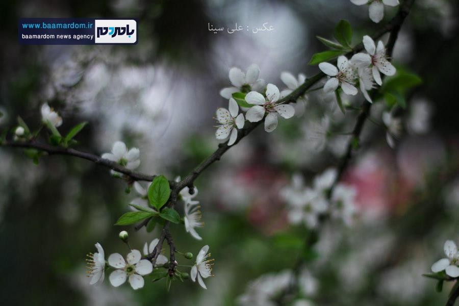 حال هوای نخستین روز بهار ۱۳۹۶ در لاهیجان