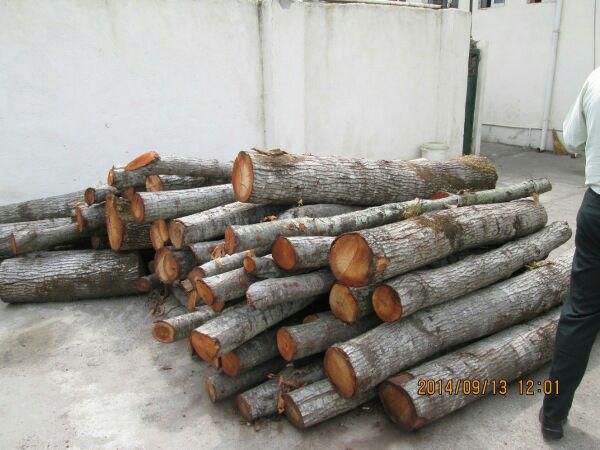 کشف بیش از ۱۰ تن چوب قاچاق در لاهیجان