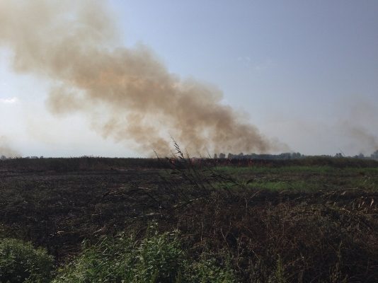 تالاب0 - احتمال عمدی بودن آتش‌‌سوزی نیزارهای تالاب انزلی| دو نفر دستگیر شدند - آتش‌سوزی
