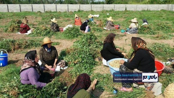 برداشت بادام‌زمینی در روستای اسلامده بالا شهرستان لاهیجان 3 - برداشت بادام‌زمینی در روستای اسلامده بالا شهرستان لاهیجان آغاز شد + تصاویر - اسلامده بالا