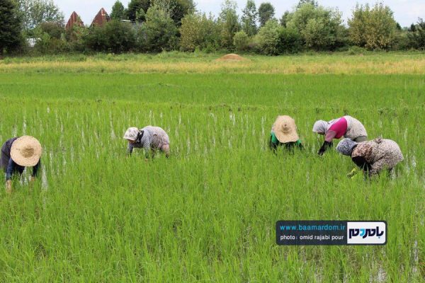 کشت دوم برنج در گیلاکجان رودسر 18 - ممنوعیت واردات برنج | تدبیر دولت، جانی دوباره به شالیکاران داد - برنج