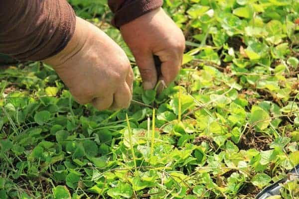 آغاز نخستین مرحله برداشت گیاهان دارویی کمیاب در دانشگاه آزاد رشت 3 - آغاز نخستین مرحله برداشت گیاهان دارویی کمیاب در دانشگاه آزاد رشت + تصاویر - دانشگاه آزاد رشت