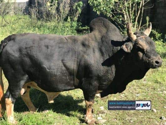 جشنواره «ورزا مشته» آیین پاسداشت خیر و برکت گیلان 1 - جشنواره «ورزا مشته» آیین پاسداشت خیر و برکت گیلان برگزار شد + تصاویر - آیین