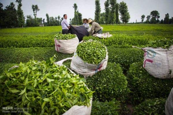 چای - وعده پرداخت اعتبار ۲۵ میلیاردتومانی دکتر نوبخت به چایکاران محقق شد - چای