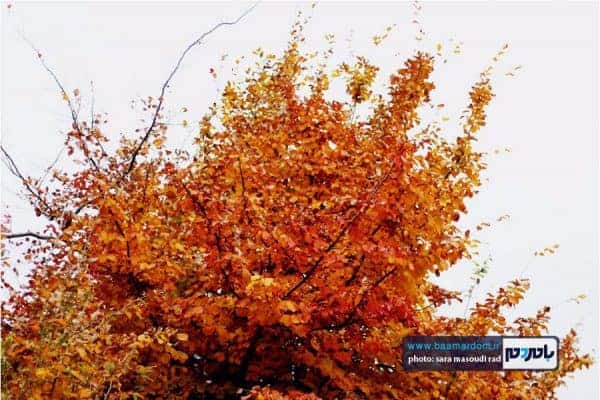 پاییر گیلان 1 - طبیعت زیبای گیلان در پاییزی که گذشت | گزارش تصویری - بامردم