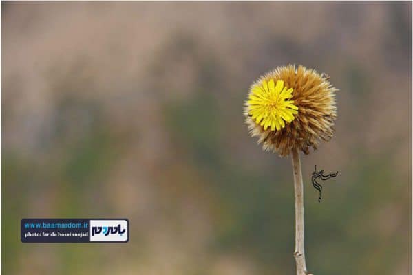 پاییر گیلان 20 - طبیعت زیبای گیلان در پاییزی که گذشت | گزارش تصویری - بامردم