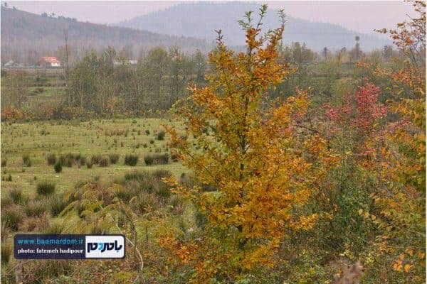 پاییر گیلان 5 - طبیعت زیبای گیلان در پاییزی که گذشت | گزارش تصویری - بامردم