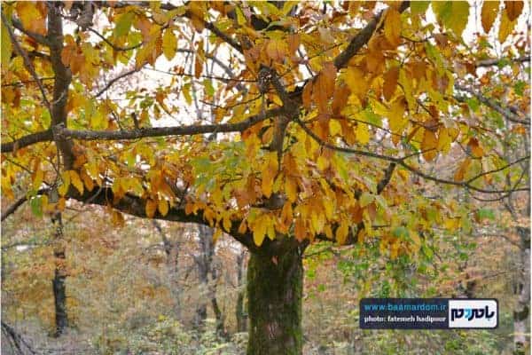 پاییر گیلان 7 - طبیعت زیبای گیلان در پاییزی که گذشت | گزارش تصویری - بامردم