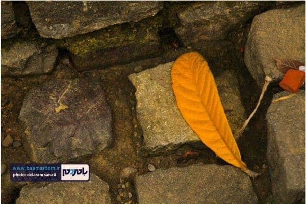 پاییر گیلان 9 - طبیعت زیبای گیلان در پاییزی که گذشت | گزارش تصویری - بامردم