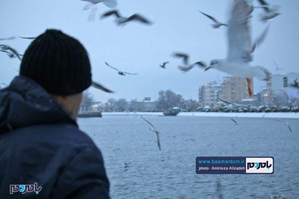 روز برفی و یک روز پس از برف در لاهیجان 15 - روز برفی و یک روز پس از برف در لاهیجان + تصاویر - امیررضا علیزاده