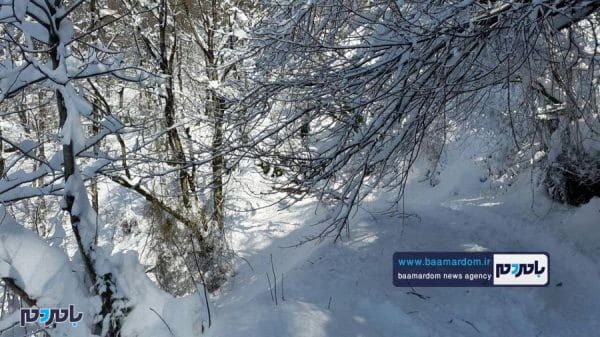 زیبایی‌های منطقه هفت‌پیچ لاهیجان پس از بارش اولین برف 6 - زیبایی‌های منطقه هفت‌پیچ لاهیجان پس از بارش اولین برف زمستانی - برف