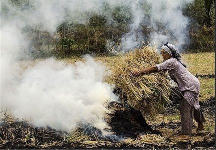 سوزاندن کاه - اوج آلودگی هوا در گیلان پس از برداشت برنج است - اوج آلودگی هوا در گیلان