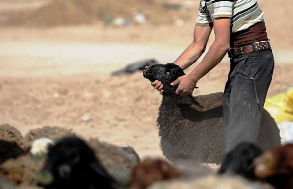 گوسفند - قطع دست یک نفر در مشهد به دلیل دزدی گوسفند - قطع