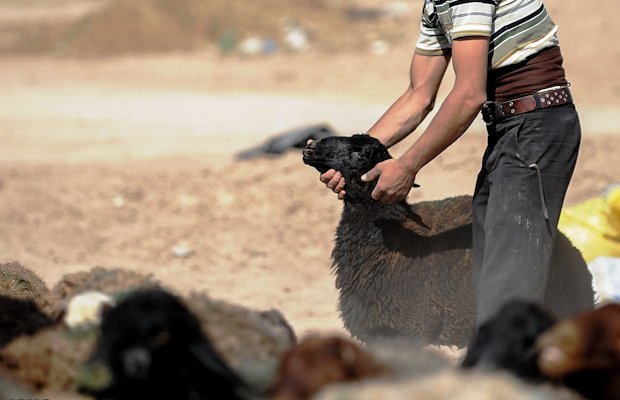 قطع دست یک نفر در مشهد به دلیل دزدی گوسفند