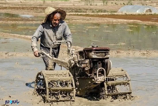 انجام شخم زمستانه در 32درصد از شالیزارهای گیلان