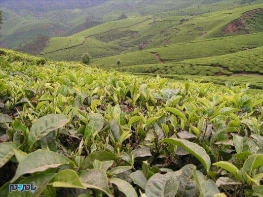 چای لاهیجان - انجمن علمی چای ایران در لاهیجان تاسیس می شود - ایران