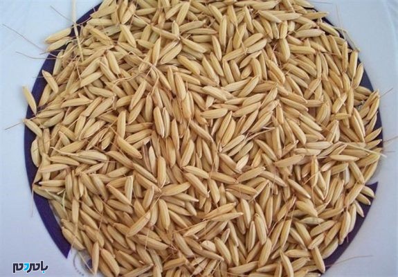 بذر برنج - آغاز توزیع بذرهای گواهی شده ارقام بومی با کیفیت برنج در گیلان - با مردم