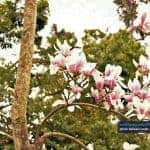 تصاویری تماشایی از زیبایی‌های فصل بهار و شکوفه‌های درختان در گیلان 1 - تصاویری تماشایی از زیبایی‌های فصل بهار و شکوفه‌های درختان در گیلان - بامردم