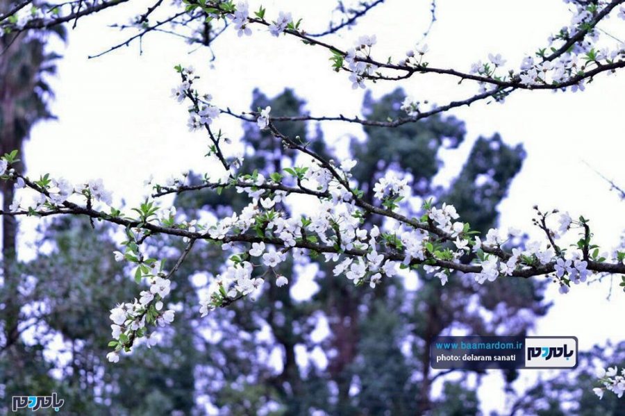 تصاویری تماشایی از زیبایی‌های فصل بهار و شکوفه‌های درختان در گیلان