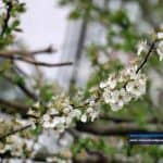 تصاویری تماشایی از زیبایی‌های فصل بهار و شکوفه‌های درختان در گیلان 8 - تصاویری تماشایی از زیبایی‌های فصل بهار و شکوفه‌های درختان در گیلان - بامردم