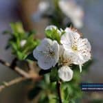 تصاویری تماشایی از زیبایی‌های فصل بهار و شکوفه‌های درختان در گیلان 9 - تصاویری تماشایی از زیبایی‌های فصل بهار و شکوفه‌های درختان در گیلان - بامردم