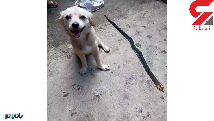 سگ باوفا قهرمان با مرگ خود جان صاحبش را نجات داد +عکس