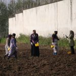 اولین کشت بادام‌زمینی سال 1397 در بندرکیاشهر 4 - گزارش تصویری اولین کشت بادام‌زمینی سال 1397 در بندر کیاشهر - آستانه‌اشرفیه