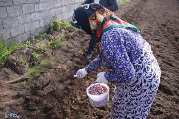 اولین کشت بادام‌زمینی سال 1397 در بندرکیاشهر 8 - رقم‌های بادام زمینی بهتر در راه مزارع گیلان است - بادام زمینی