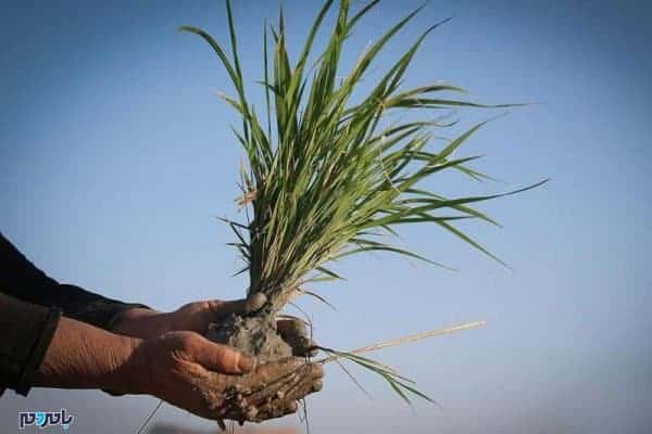 برنج بذر - شالیکاران گیلان بذر بی شناسنامه نکارند - بذر
