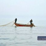صید ماهی در بندر کیاشهر 1 - گزارش تصویری از صید ماهی در بندر کیاشهر - بندر کیاشهر