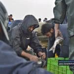 صید ماهی در بندر کیاشهر 10 - گزارش تصویری از صید ماهی در بندر کیاشهر - بندر کیاشهر