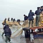 صید ماهی در بندر کیاشهر 13 - گزارش تصویری از صید ماهی در بندر کیاشهر - بندر کیاشهر