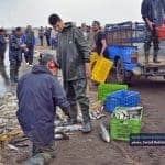 صید ماهی در بندر کیاشهر 9 - گزارش تصویری از صید ماهی در بندر کیاشهر - بندر کیاشهر