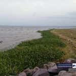 سواحل رودسر در محاصره گیاه مهاجم سنبل آبی 5 - سواحل رودسر در محاصره گیاه مهاجم سنبل آبی / گزارش تصویری - با مردم