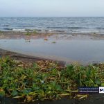 سواحل رودسر در محاصره گیاه مهاجم سنبل آبی 8 - سواحل رودسر در محاصره گیاه مهاجم سنبل آبی / گزارش تصویری - با مردم