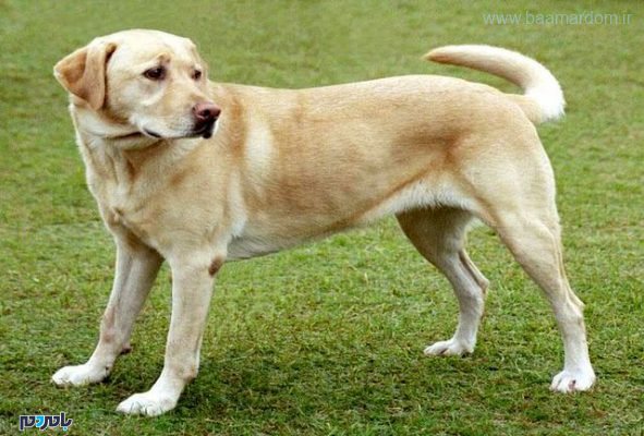 سگ - 74 ضربه شلاق حکم سگ آزار کوچصفهانی -