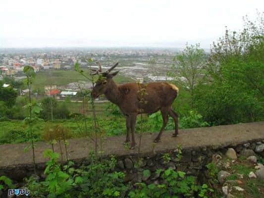 گوزن - ماجرای حمله گوزن و مرگ پارکبان تالش در حال پیگیری است/ چنین حادثه‌ای در گیلان بی‌سابقه بود - پارکبان تالش