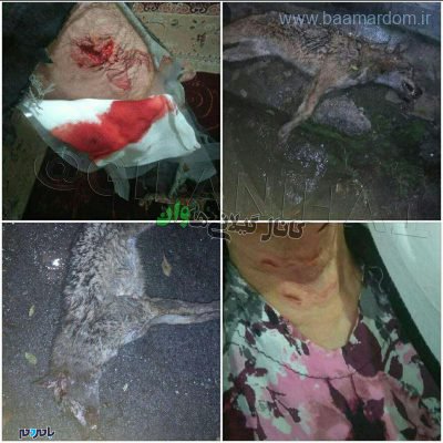 photo ۲۰۱۸ ۱۲ ۰۷ ۲۲ ۱۰ ۱۵ - تصاویر وحشتناک از حمله گرگاس به مردم تالش - تالش