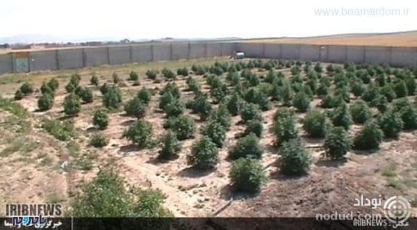 q3urt crop c0 5 0 5 700x386 75 - کشف یک مزرعه بزرگ ماری جوانا + عکس ها - ماری جوانا