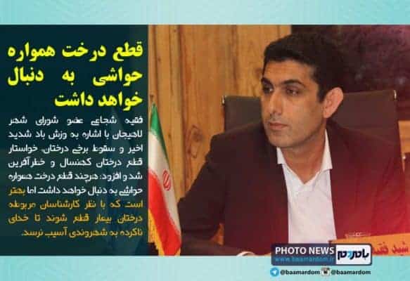 قطع درخت همواره حواشی به دنبال خواهد داشت - قطع درخت همواره حواشی به دنبال خواهد داشت / بهتر است با نظر کارشناسان مربوطه درختان بیمار قطع شوند - درخت